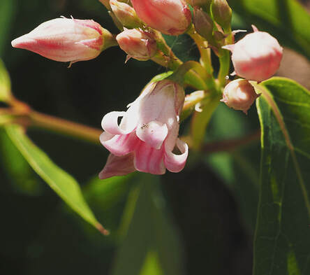 Apocynum androsaemifolium (Spreading dogbane)