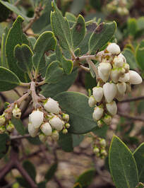 Arctostaphylos hookeri ssp. hookeri - Hooker's Manzanita