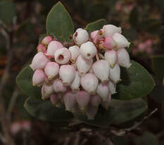 Arctostaphylos morroensis