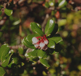 Arctostaphylos nummularia ssp. mendocinoensis