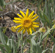 Arnica chamissonis
