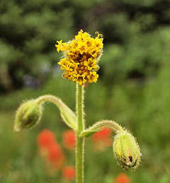 Arnica parryi