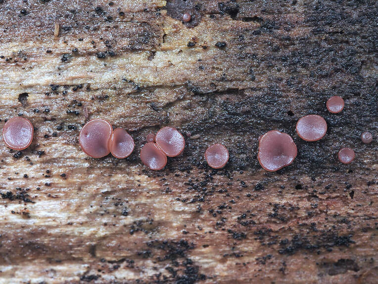 Ascocoryne sarcoides  (Purple jelly drops)