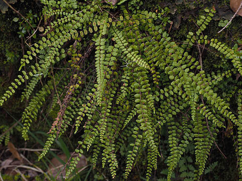 Asplenium trichomanes ssp. trichomanes 