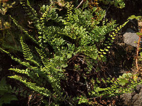 Asplenium trichomanes ssp. trichomanes