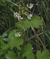 Boykinia intermedia (Greater boykinia)