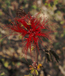 Calliandra californica