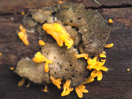 Calocera viscosa (Yellow false coral)
