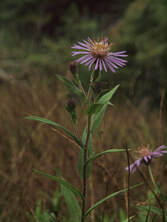 Canadanthus modestus