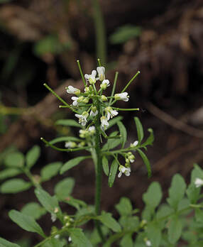 Cardamine occidentalis (Western bittercress)