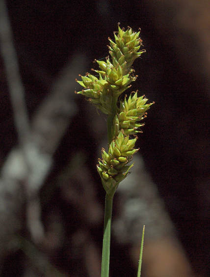 Carex canescens ssp. canescens