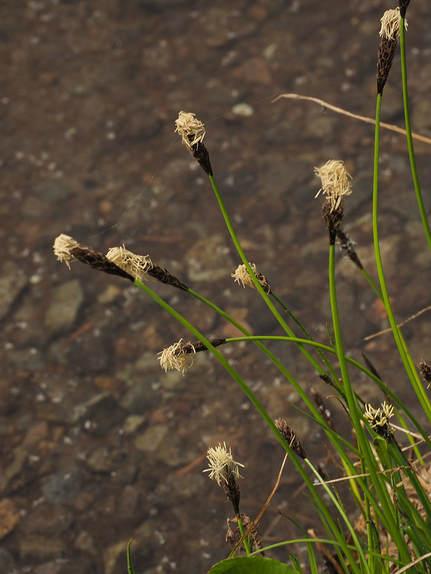 Carex nigricans