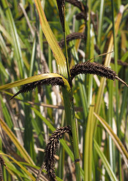 Carex obnupta
