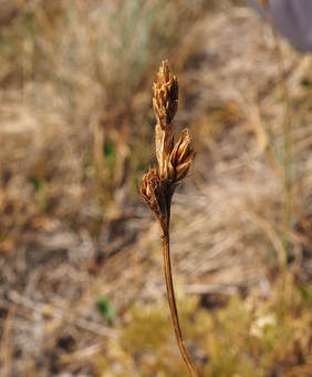 Carex phaeocephala