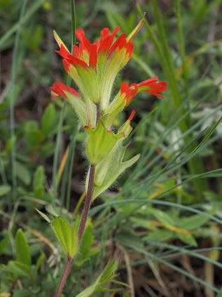 Castilleja miniata var. miniata (Scarlet paintbrush)