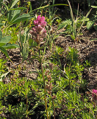 Castilleja parviflora var. oreopola 