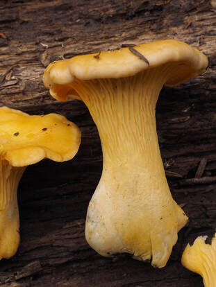 Cantharellus formosus  (Golden chanterelle)