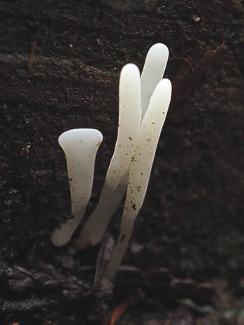 Clavaria acuta (Pointed club)