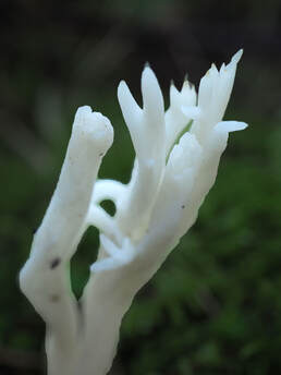 Clavulina rugosa (Wrinkled coral fungus)