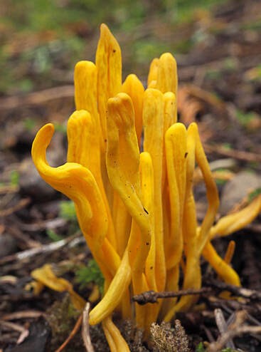 Clavulinopis laeticolor (Handsome club fungus)