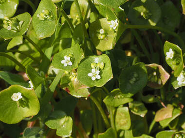 Claytonia perfoliata (Intermountain miner's lettuce)