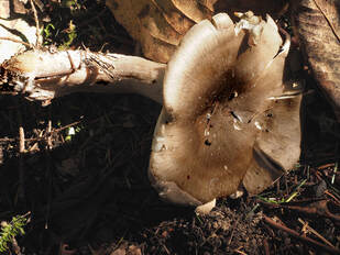 Clitocybe nebularis (Cloudy Clitocybe)
