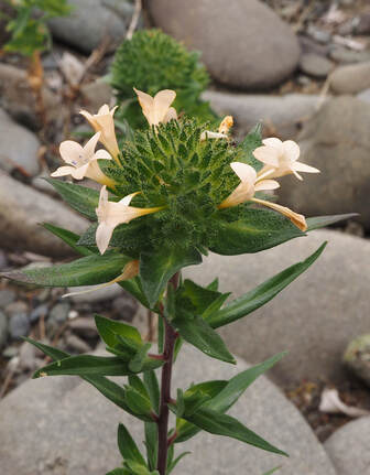 Collomia grandiflora