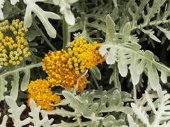 Constancea nevinii