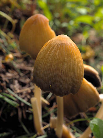 Coprinellus micaceus (Mica cap) 