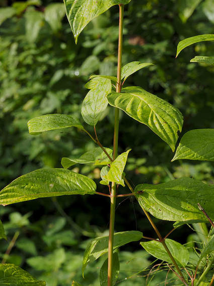 Cornus occidentalis (Western red-osier dogwood) 