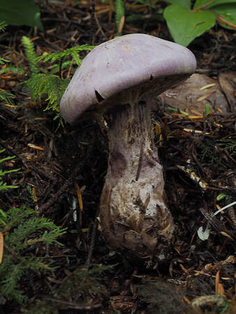 Cortinarius traganus (Gassy webcap)