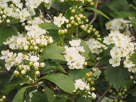 Crataegus douglasii (Douglas' hawthorn)