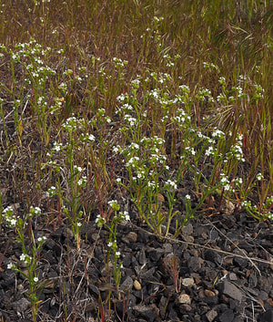 Cryptantha intermedia