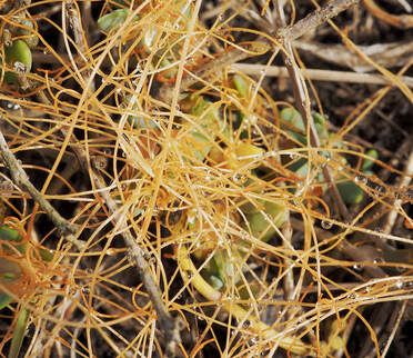 Cuscuta pacifica