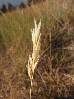Danthonia intermedia