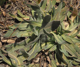 Draba lonchocarpa