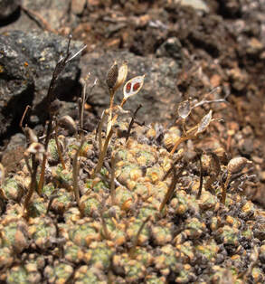 Draba oligosperma