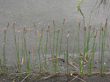 Eleocharis palustris