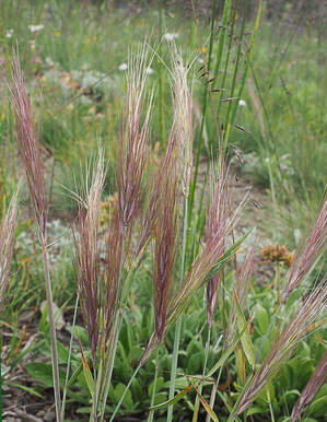 Elymus elymoides ssp. breviflorus (Longleaf squirreltail) 