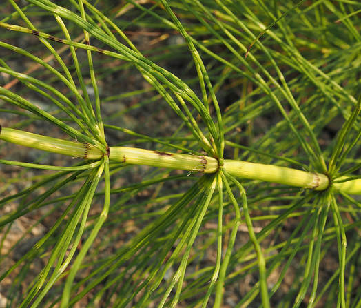 Equisetum telmateia ssp. braunii (Giant horsetail)  