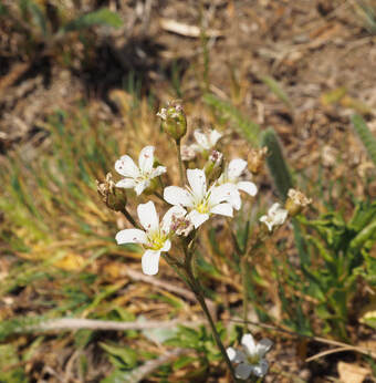 Eremogone capillaris var. americana
