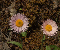 Erigeron glacialis