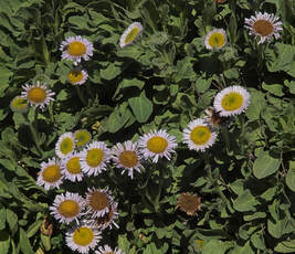 Erigeron glaucus