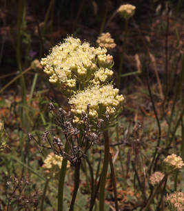 Eriogonum ursinum