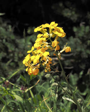Lathyrus littoralis