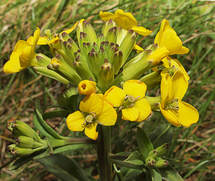 Erysimum menziesii