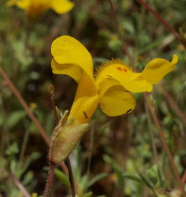 Erythranthe alsinoides