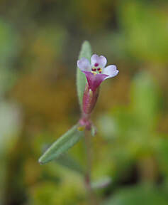 Erythranthe breweri