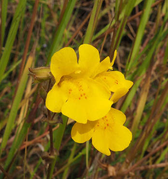 Erythranthe guttata (Seep monkeyflower)