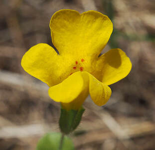 Erythranthe microphylla